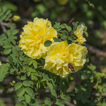 一只蜜蜂与两朵黄刺玫花