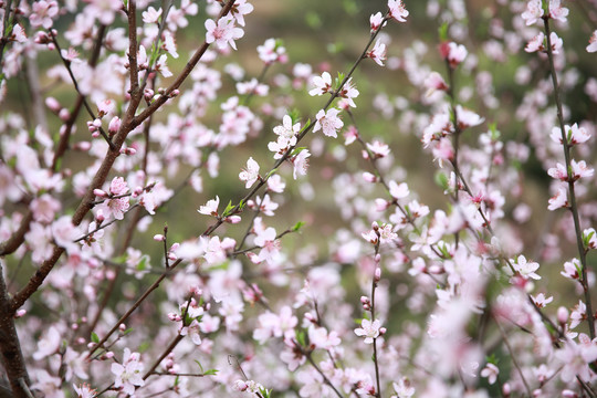 粉色桃花