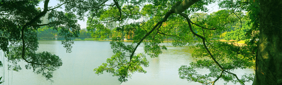 绿树枝树叶湖水