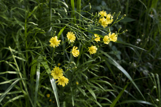 黄鹌菜