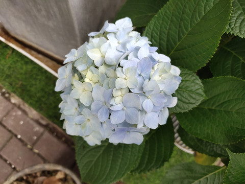 淡蓝色绣球花特写