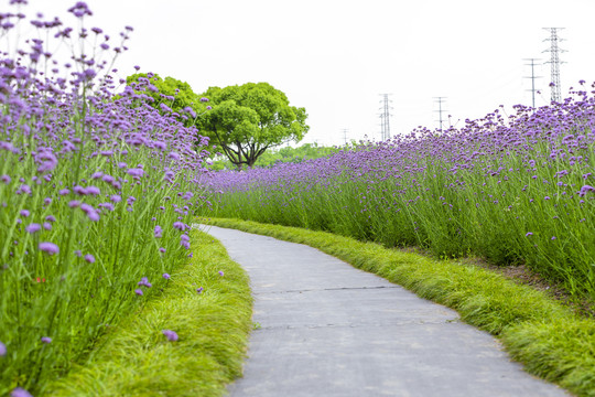 熏衣草花海