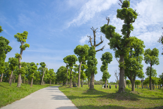 园林景观树行道树