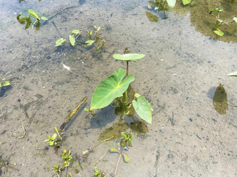 芋头种植