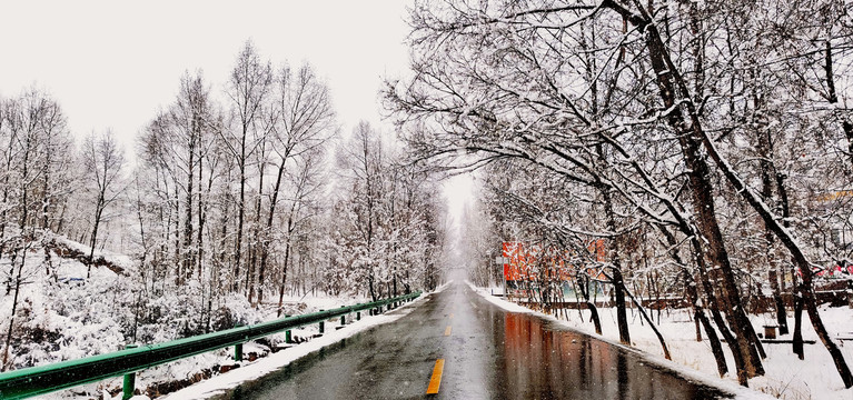 雪后树林