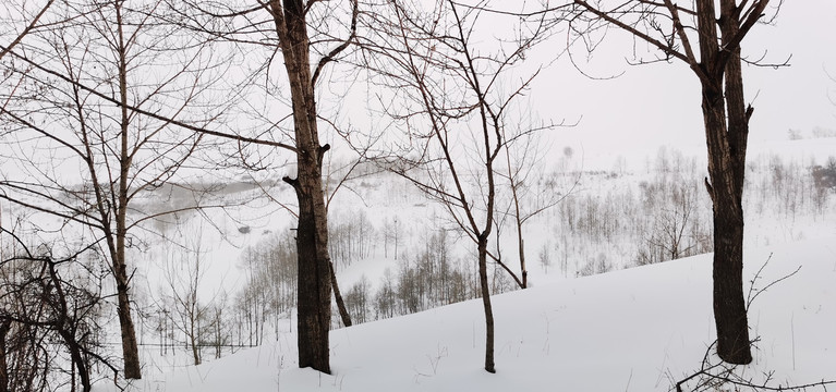 雪后树林