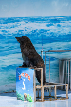 海洋馆海狮表演
