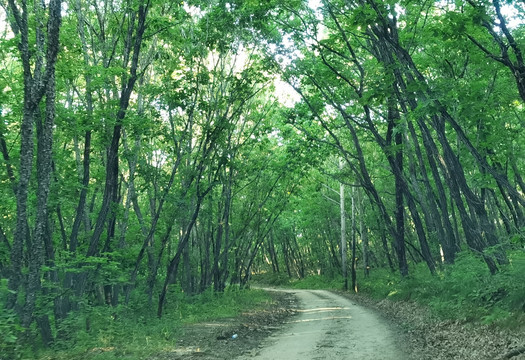 乡间小路