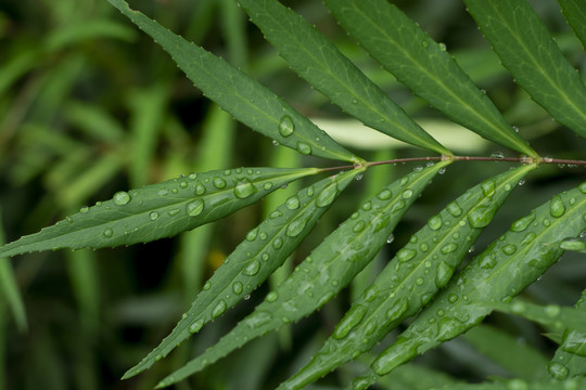 雨后叶子水滴