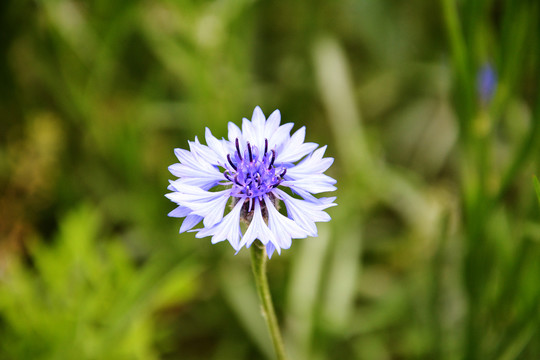 野菊花特写