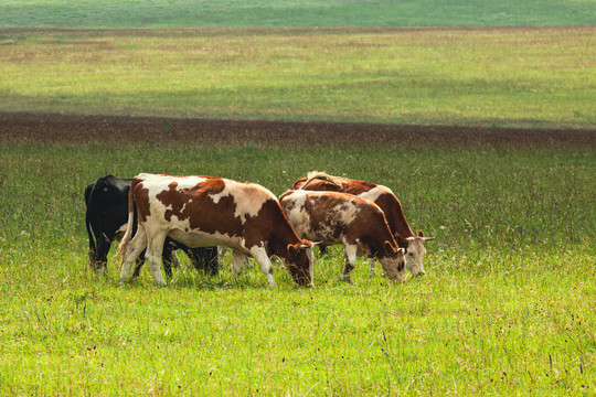 夏季草原吃草牛群