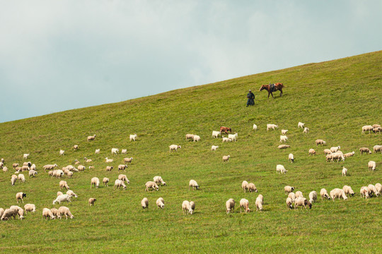 丘陵草原牧羊羊群蒙古族牵马