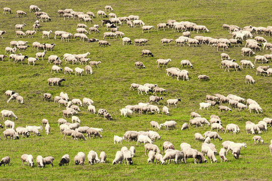 草原牧场羊群绵羊
