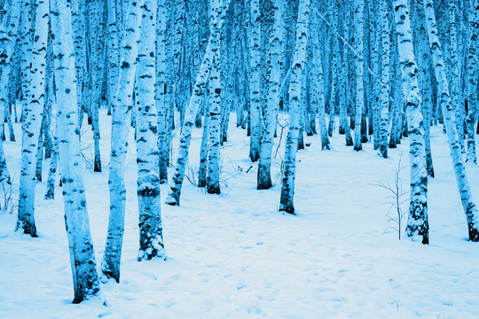 冬季白桦林积雪雪地