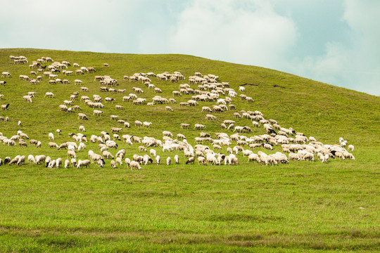 夏季草原山坡羊群