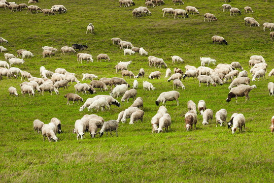 草原一群羊