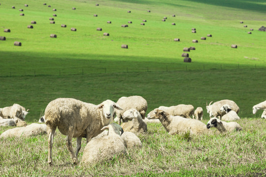 草原羊群绵羊