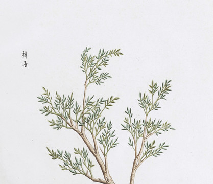 梓香中草药国画素材插画