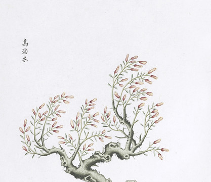 鸟满木中草药国画素材插画
