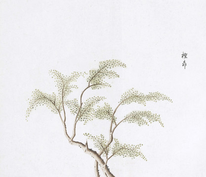 柽树中草药国画素材插画