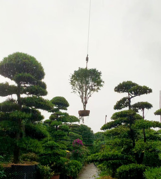 吊装树木