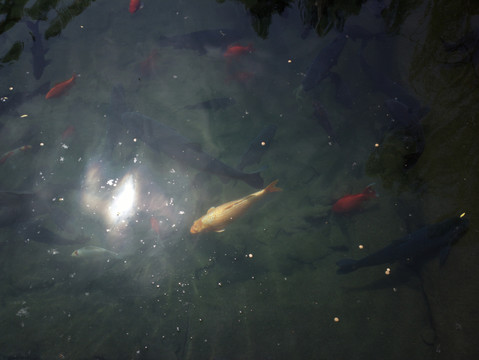 锦鲤