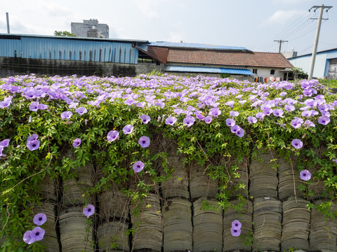 牵牛花