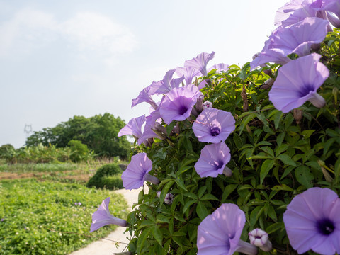 牵牛花