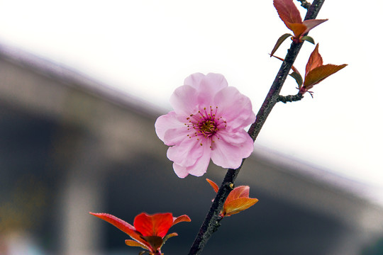 海棠花花朵