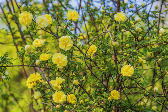 树枝上一大片盛开的黄刺枚花