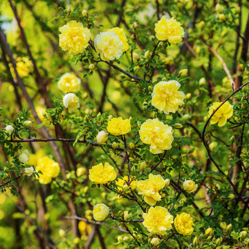 树枝上一片盛开的黄刺枚花