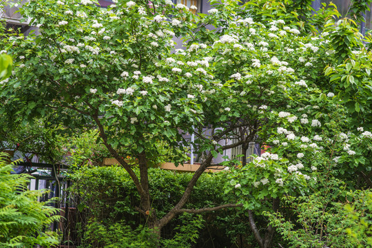 一棵树上开了满白花的山渣树