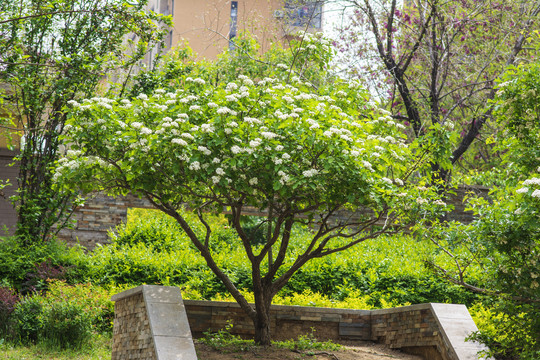 一棵树上开满白花的山渣树