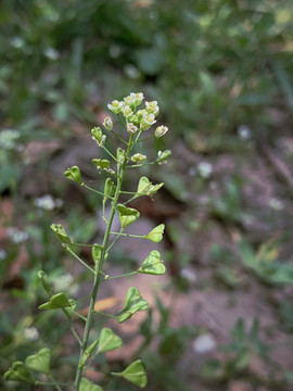 小白花