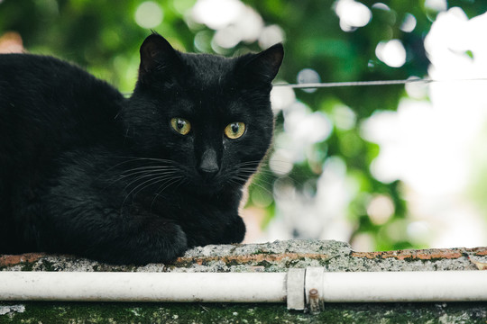 户外的流浪猫