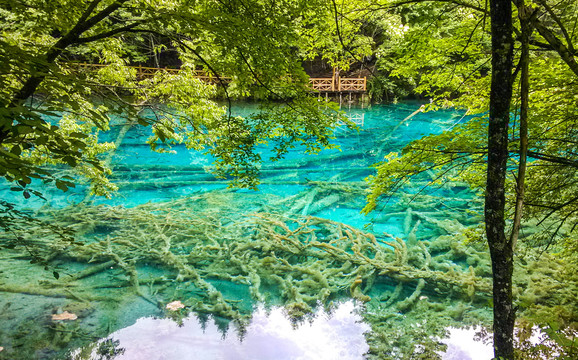 四川九寨沟熊猫海