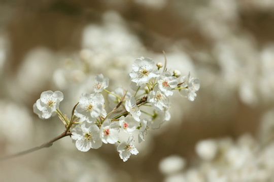 春天的桃花