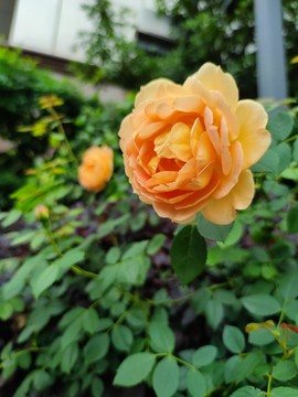 月季花