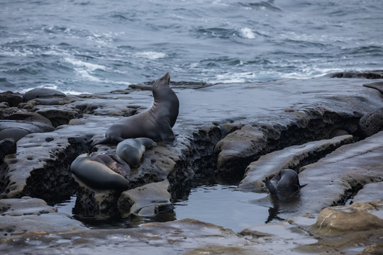 栖息在岩石上的海豹