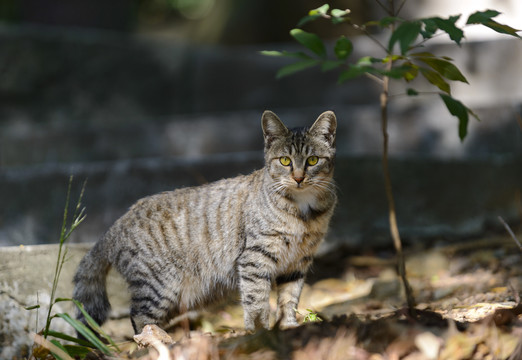 林间的猫咪