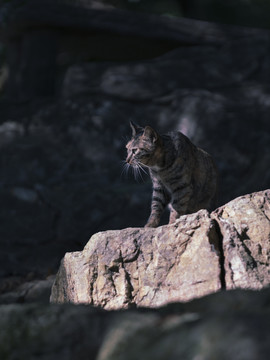 岩石上的一只猫咪