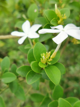 青篱柴花