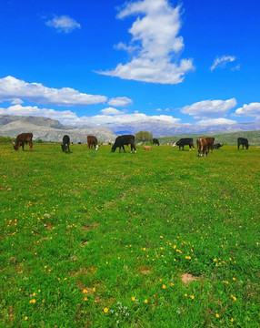 蓝天白云下吃草的牛群