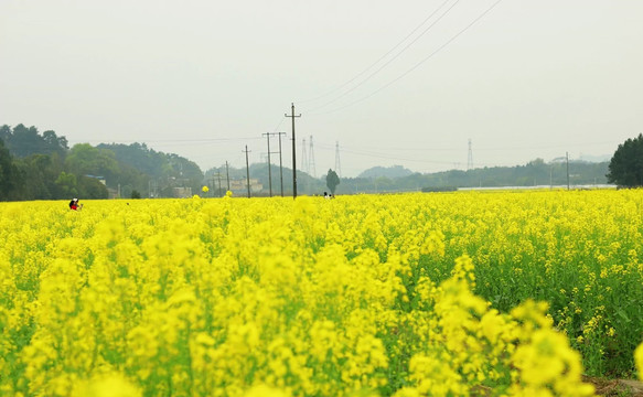 油菜花海