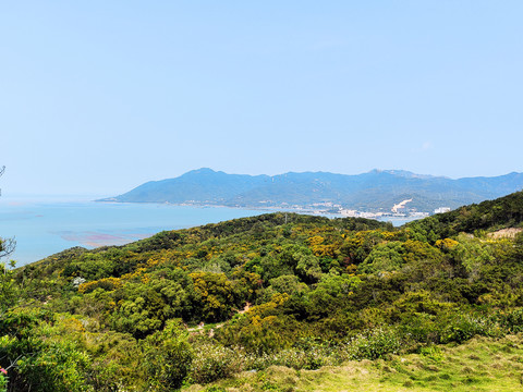 待到满山相思花开时