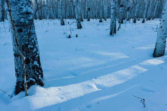 雪地雪原光影白桦林