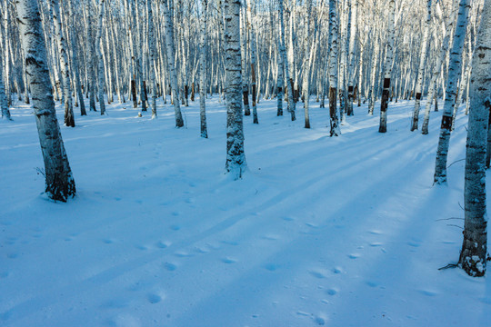 雪地白桦树林