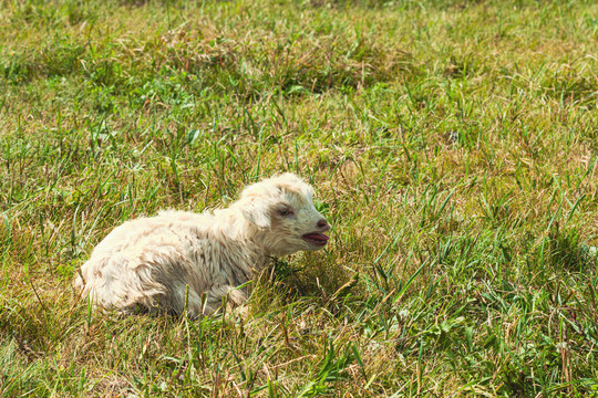 草地小羊羔