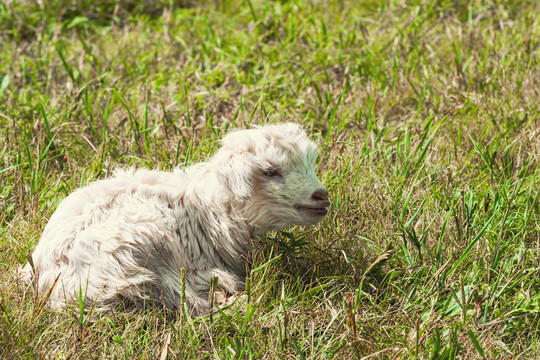 草原一只小羊