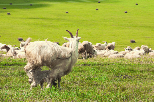 草原羊群羊吃奶